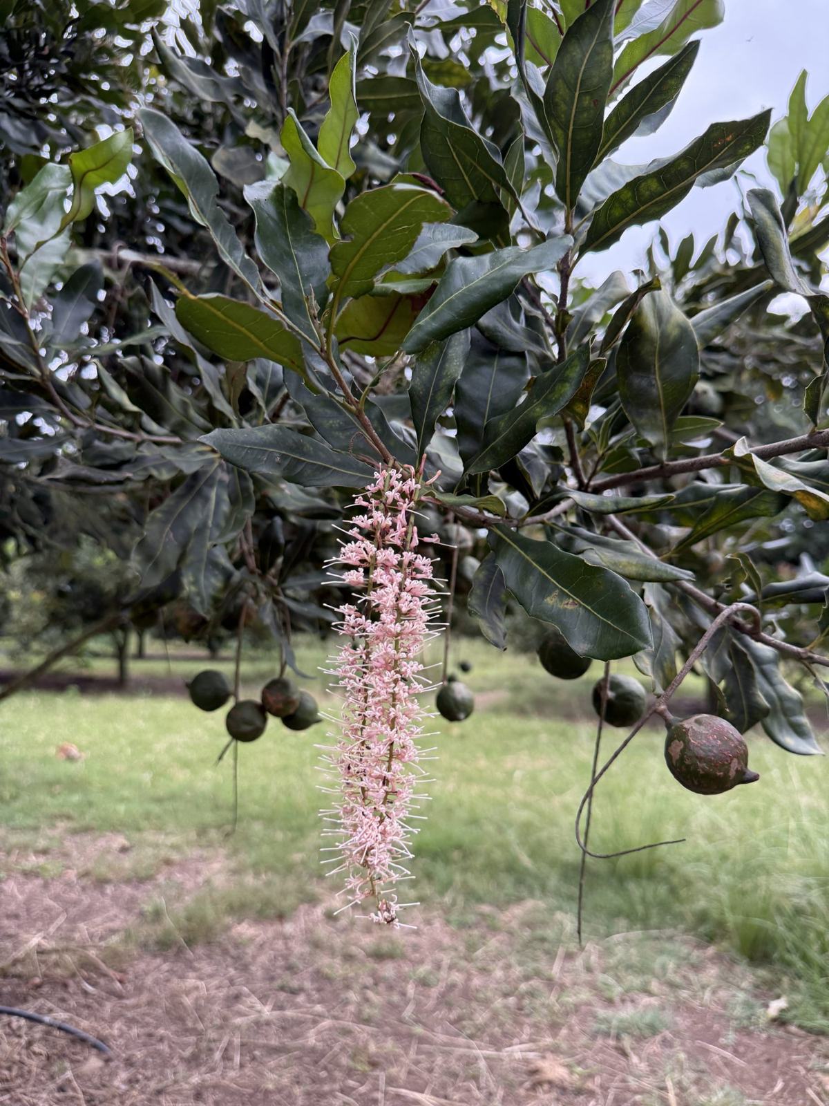 A pink macadamia flower raceme hanging beside ripening nuts