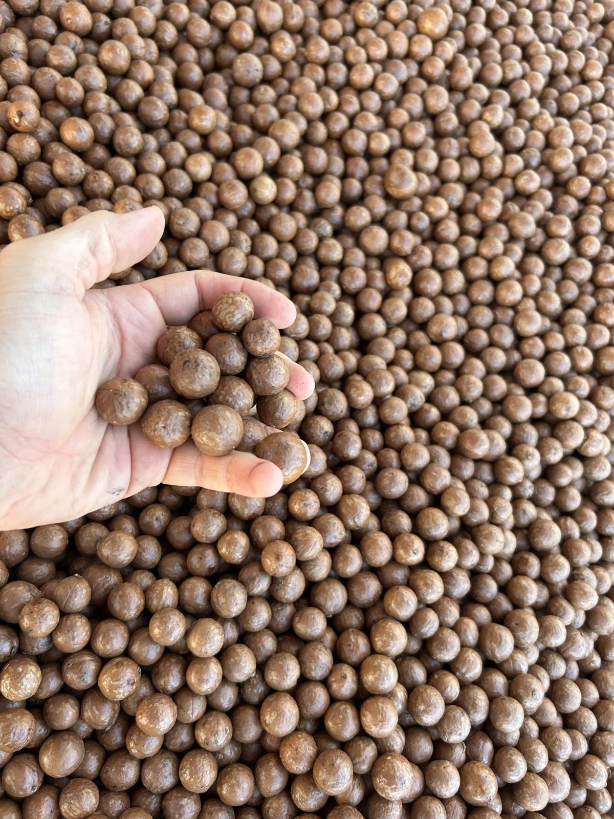 A hand holding dried nut-in-shell over a bed of macadamias