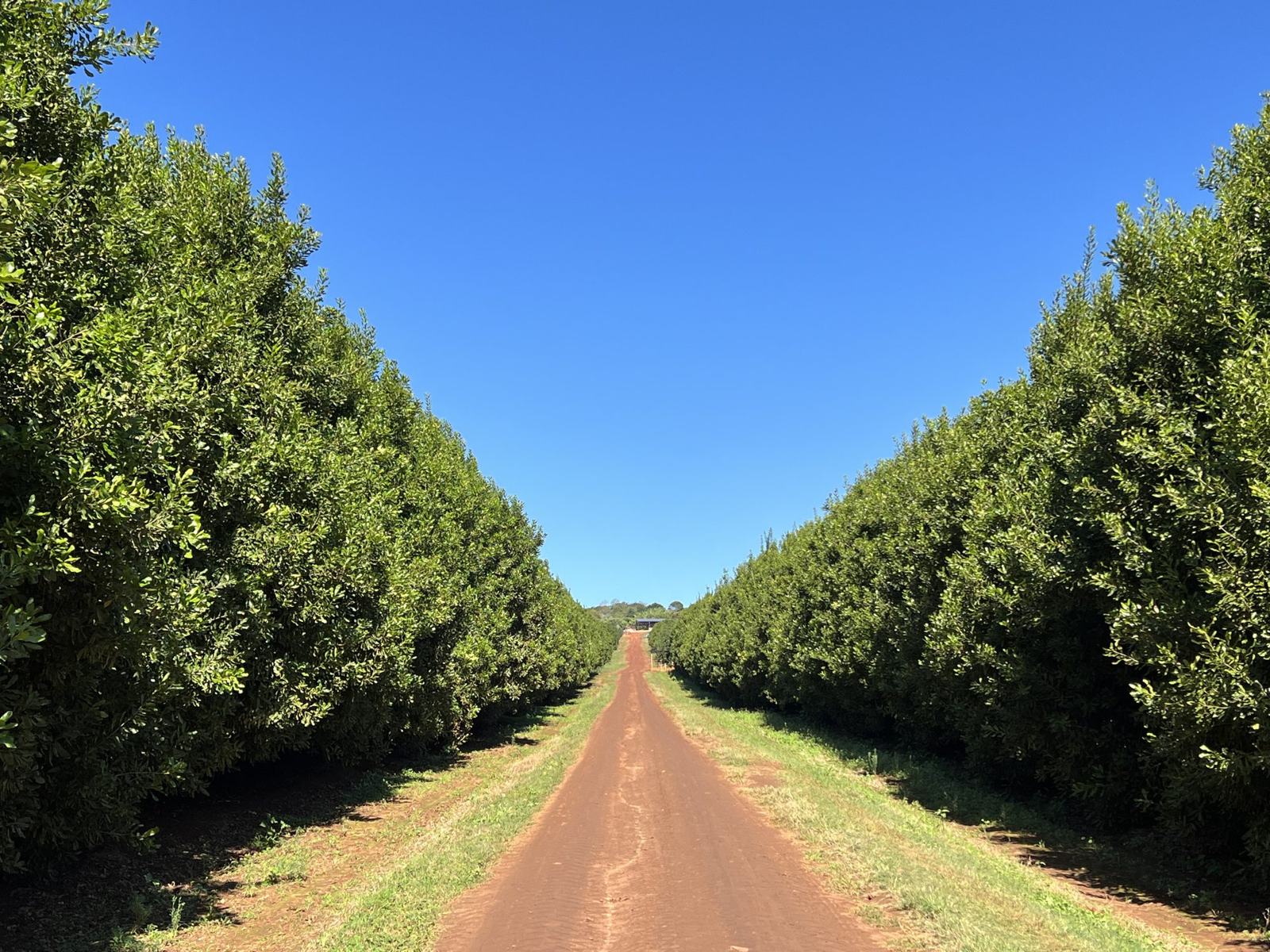 A red-soil road running between tall rows of macadamia trees under a clear blue sky